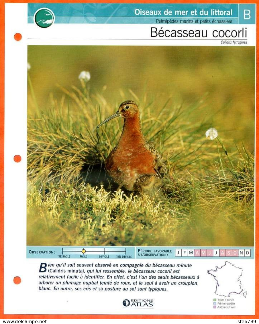 BECASSEAU COCORLI Oiseau Illustrée Documentée  Animaux Oiseaux Fiche Dépliante Animal - Tiere