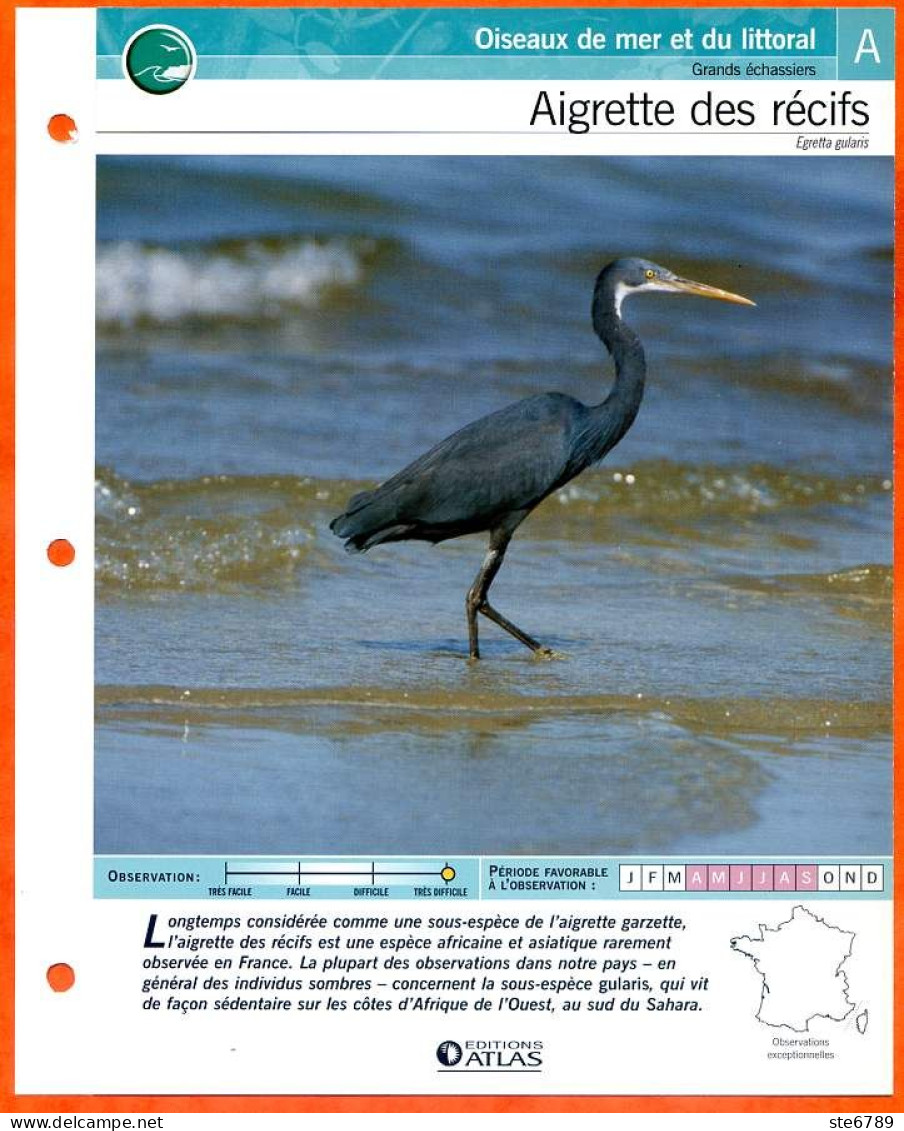 AIGRETTE DES RECIFS Oiseau Illustrée Documentée  Animaux Oiseaux Fiche Dépliante Animal - Tiere