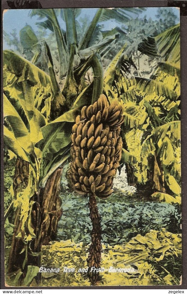Bermuda 1931 - Banana Tree And Fruit - Bermudes