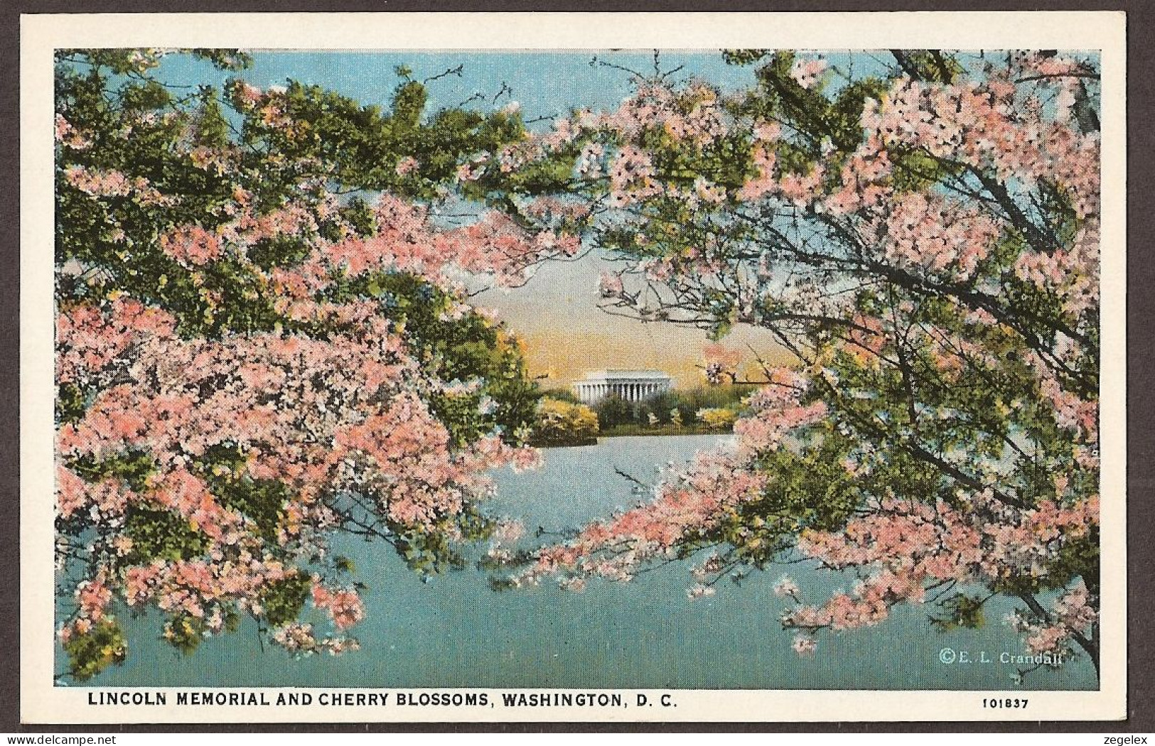 Lincoln Memorial And Cherry Blossoms - Washington D.C. - Washington DC