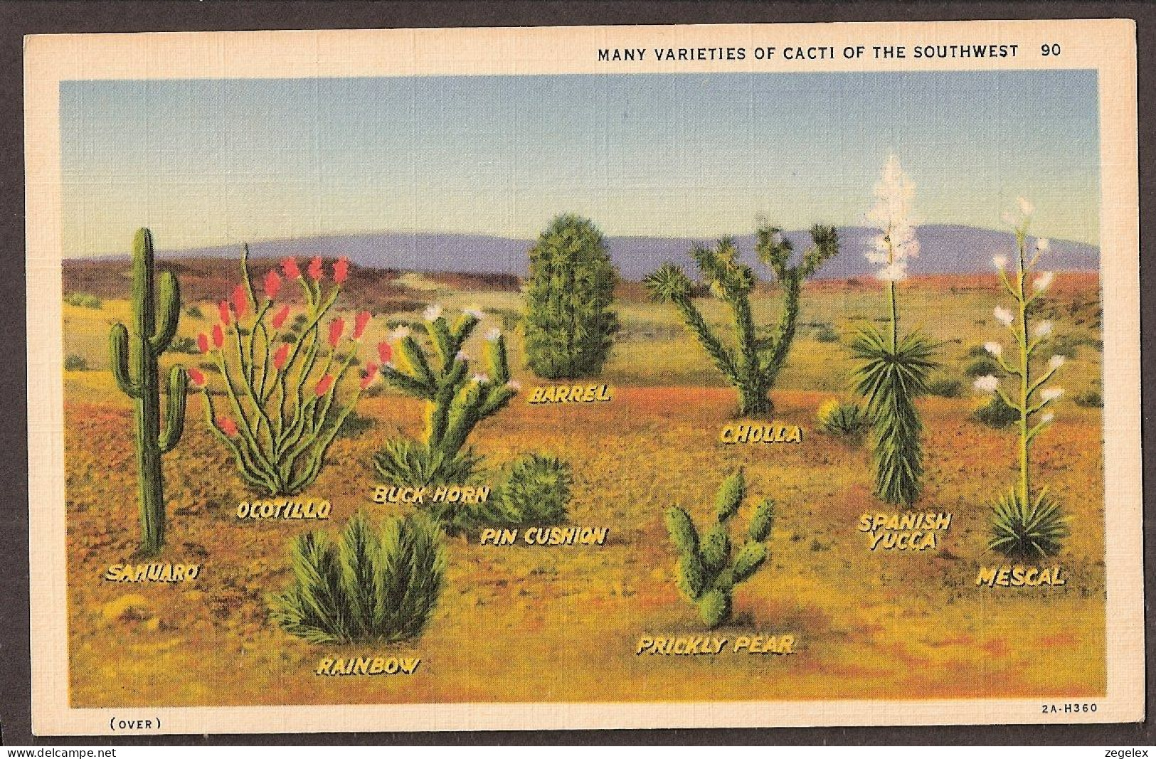 Many Varieties Of Cacti Of The South West - Otros & Sin Clasificación