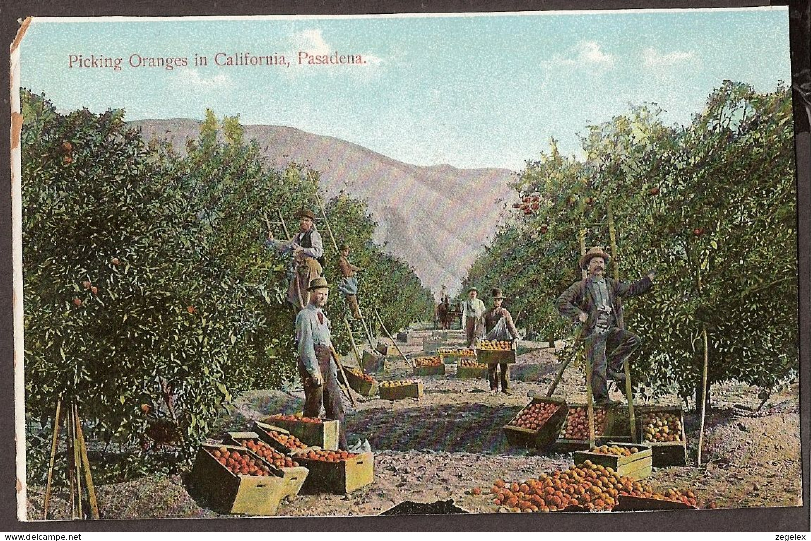 Pasadena, California - Picking Oranges - Andere & Zonder Classificatie