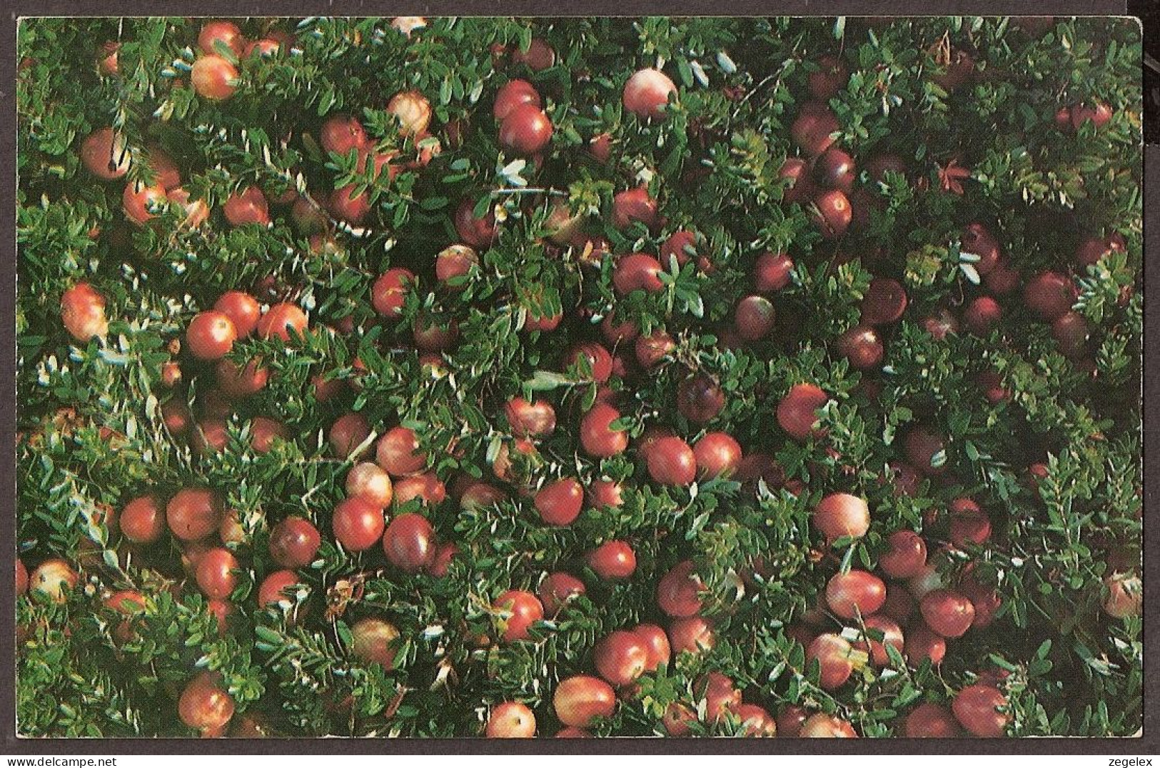 Ocean Spray Cranberries Inc. - Hanson Massachusetts - Sonstige & Ohne Zuordnung