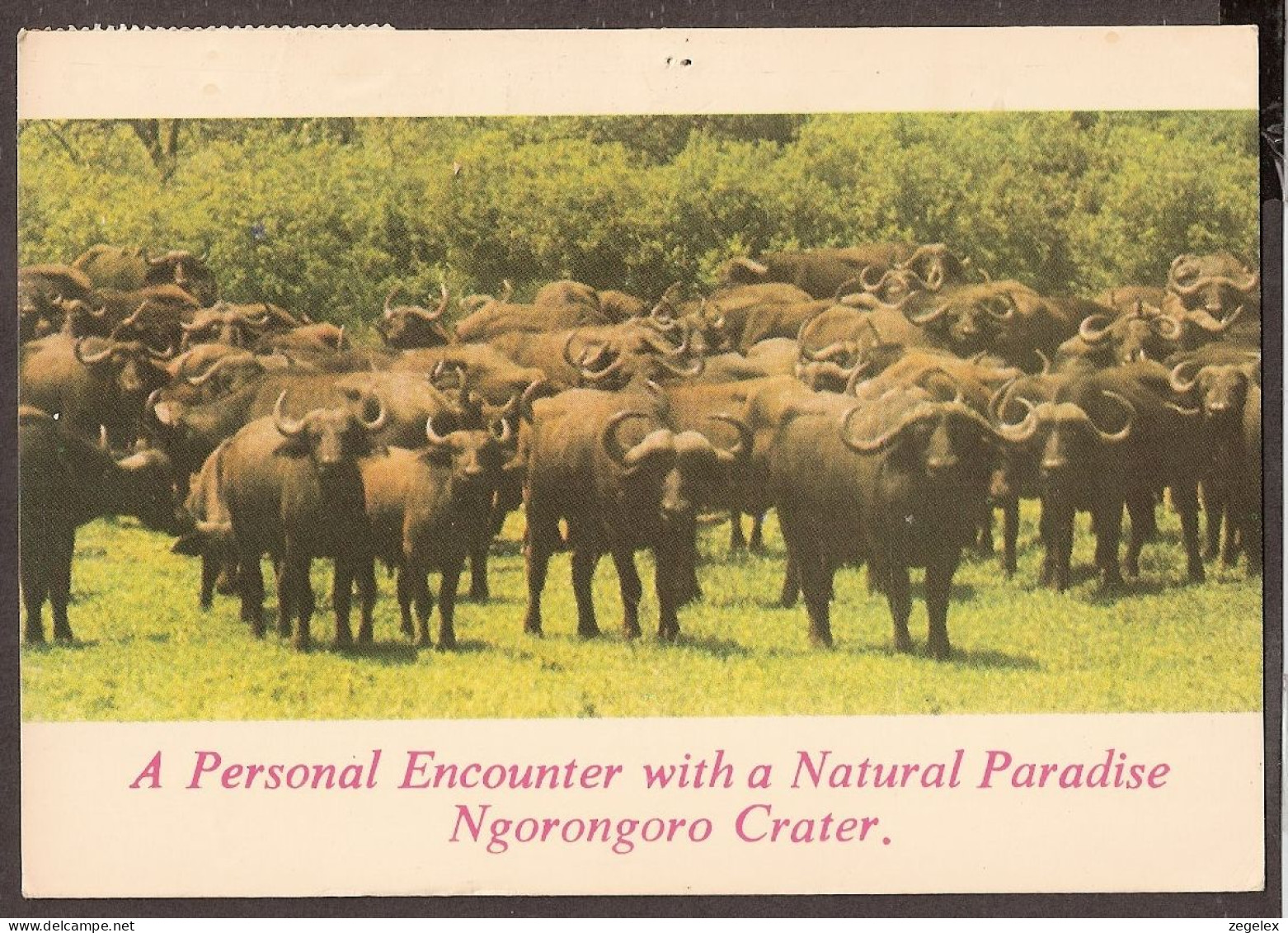 Tanzania - Ngorongoro Crate - Buffle - Buffalo's - Tansania