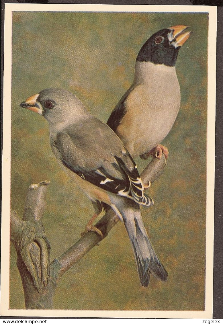 Bird, Oiseau, Vogel -Zwartkop Kernbijter  - Vögel