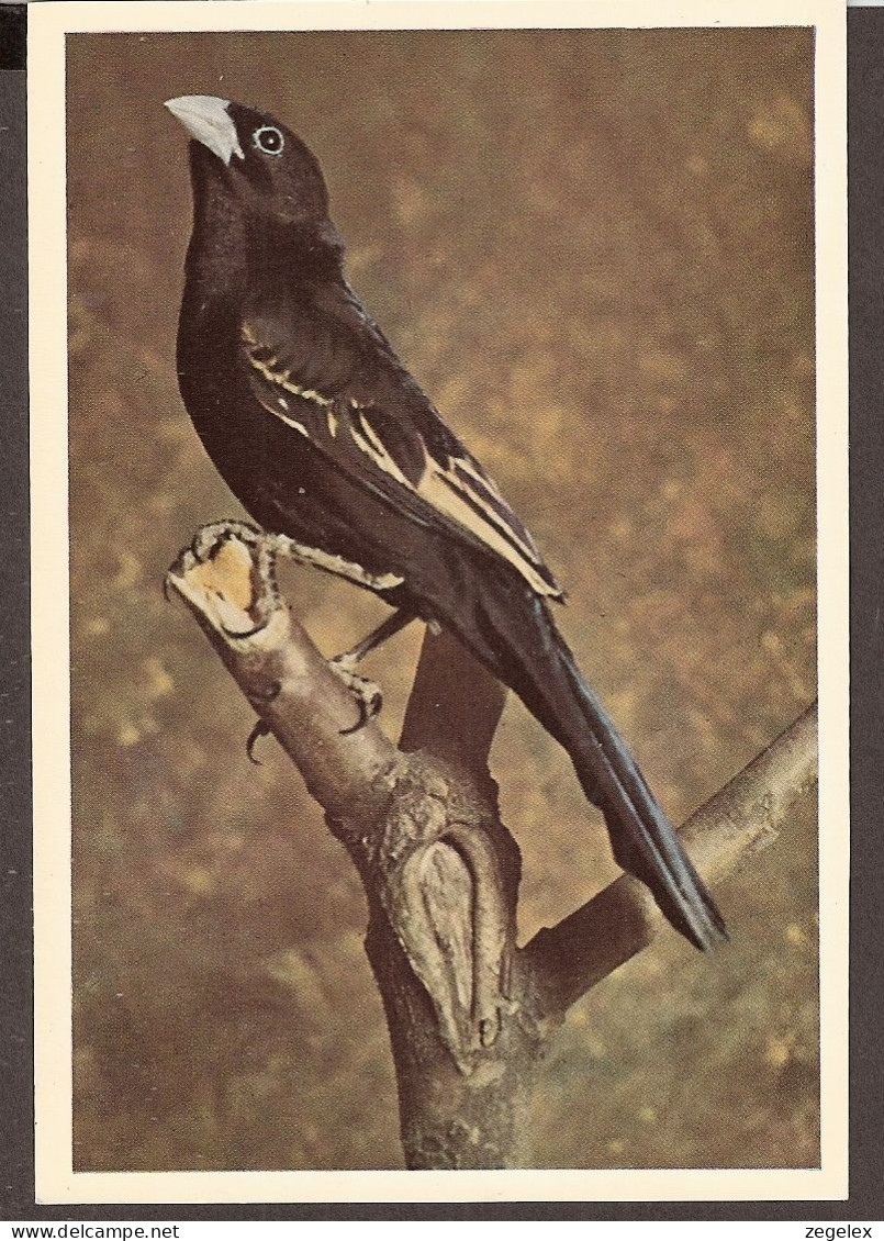 Bird, Oiseau, Vogel - Roodschouder-weduwvink, Finch, Fringillidé, Fink - Vögel