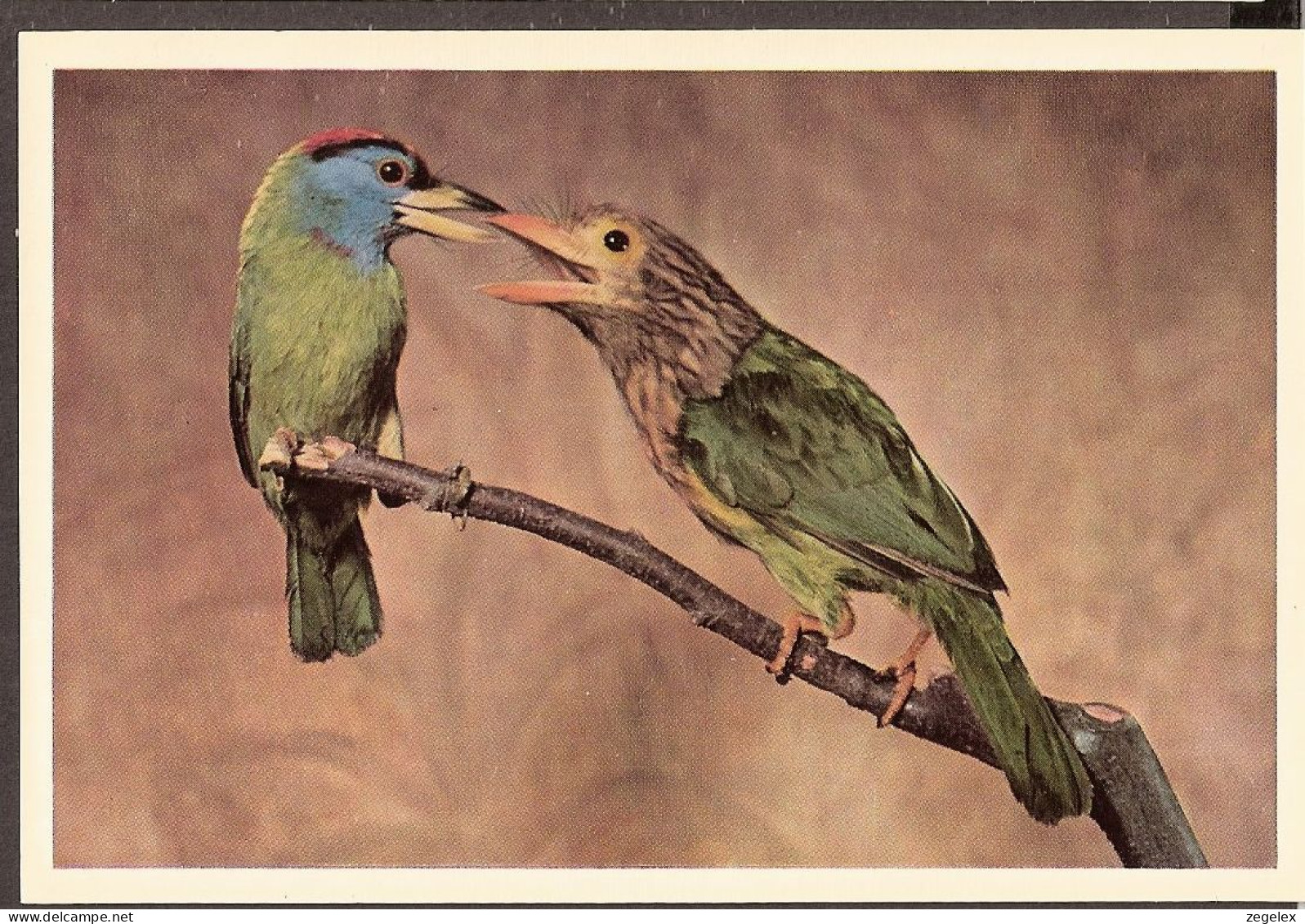 Bird, Oiseau, Vogel - Blauwwang-baardvogel - Bruinkop-baardvogel - Vögel