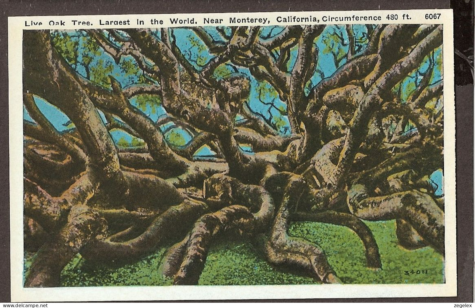 Monterey, California - Live Oak Tree - Andere & Zonder Classificatie