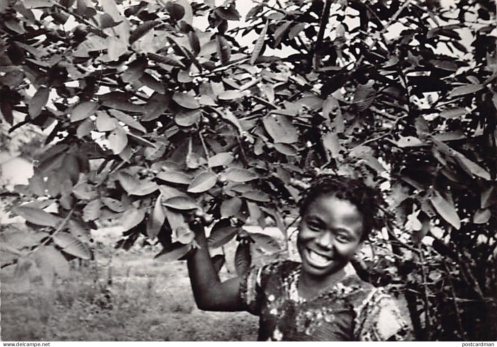 Côte D'Ivoire - Jeune Fille à L'ombre D'un Goyavier - TAILLE DE LA CARTE POSTALE 15 Cm. Par 10 Cm. - POSTCARD SIZE 15 Cm - Ivory Coast