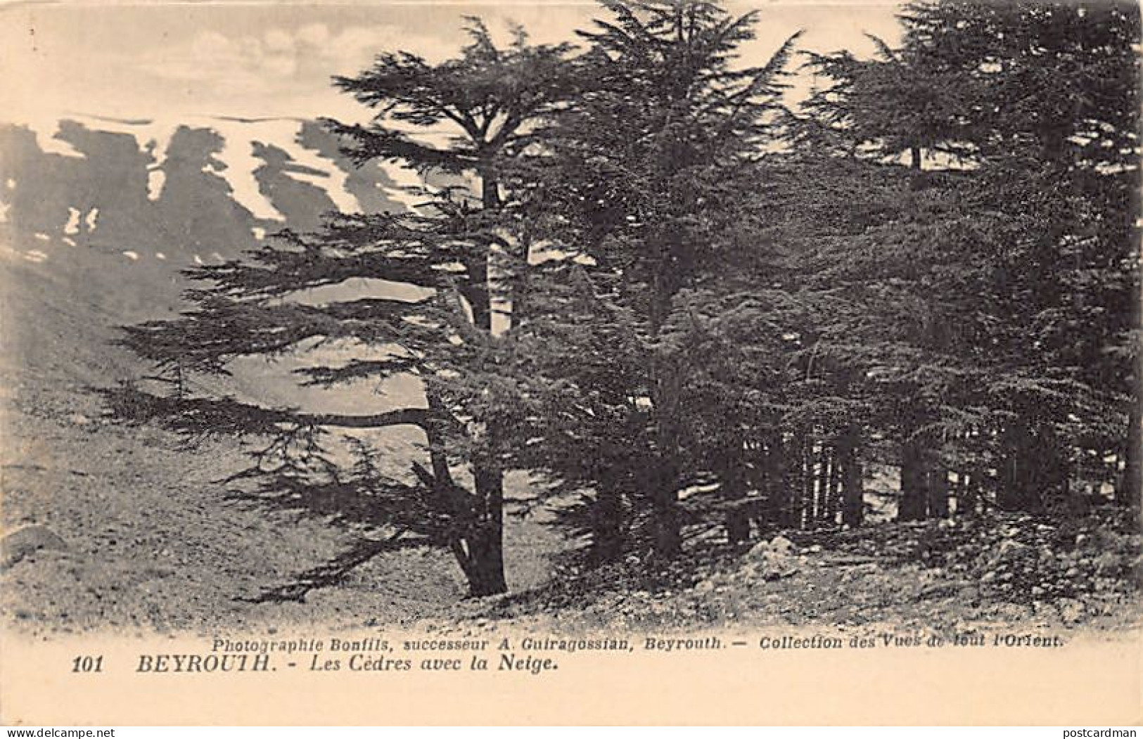 Liban - BEYROUTH - Les Cèdres Avec La Neige - Ed. Photographie Bonfils, Successeur A. Guiragossian 101 - Lebanon