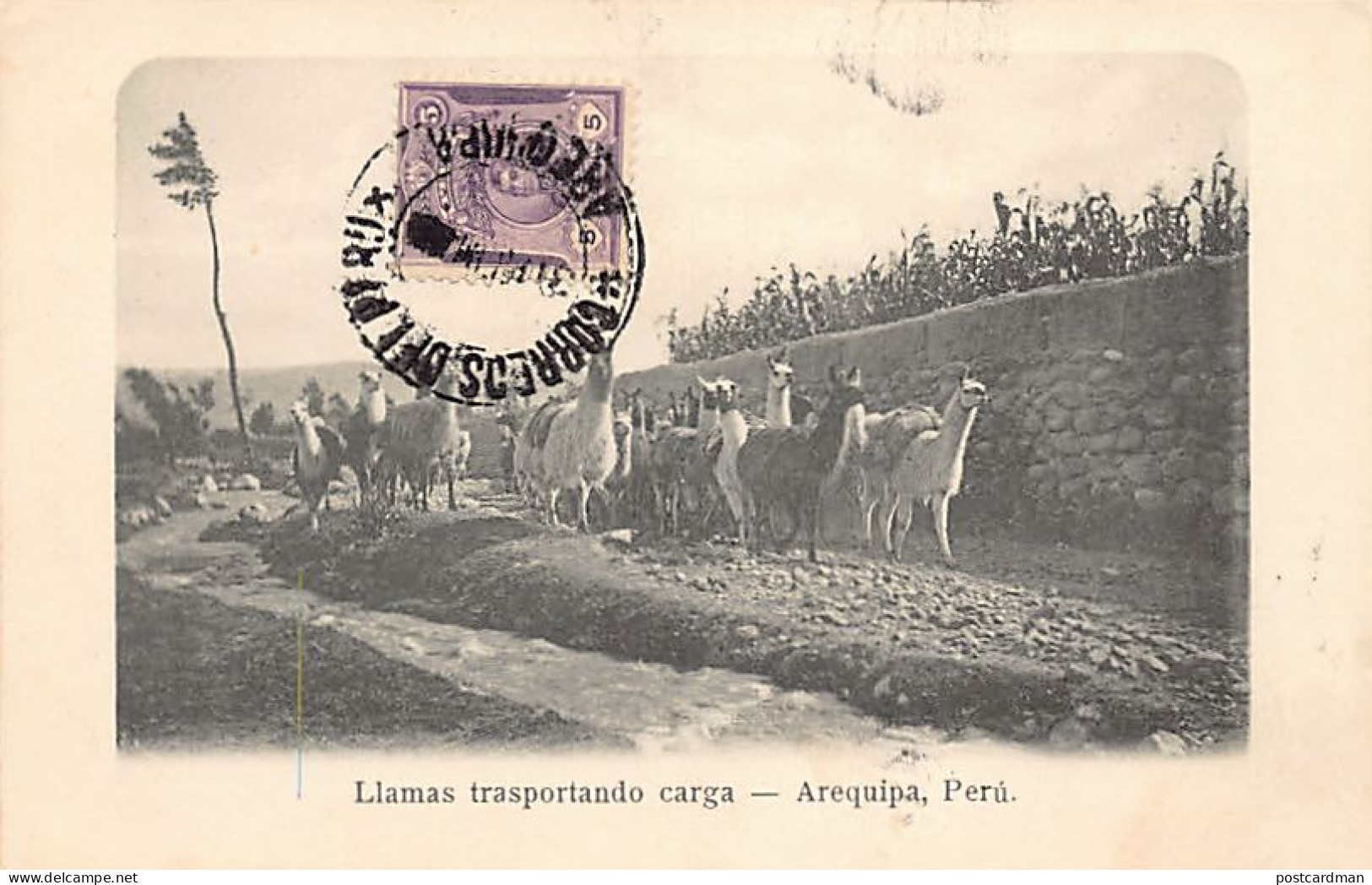 Peru - AREQUIPA - Llamas Trasportando Carga - Ed. Desconocido  - Perú