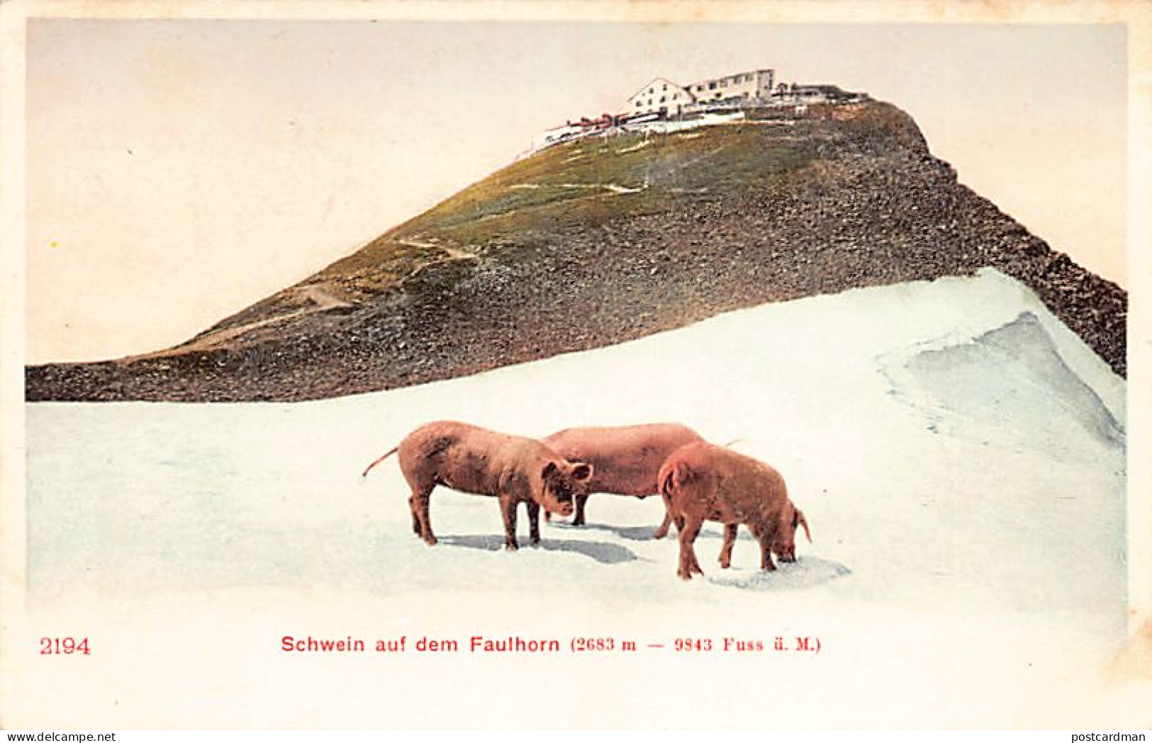 Schweiz - Schwein Auf Dem Faulhorn (BE)  - Other & Unclassified