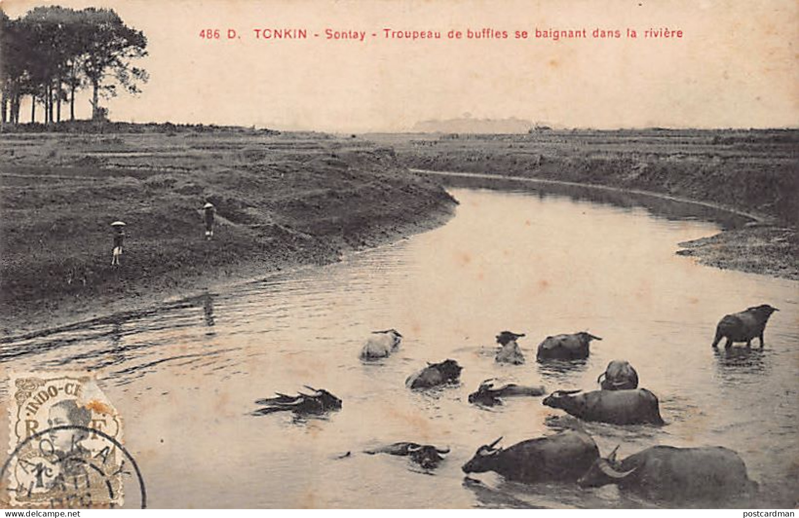 Viet-Nam - SONTAY - Troupeau De Buffles Se Baignant Dans La Rivière - Ed. P. Dieulefils 486D - Vietnam