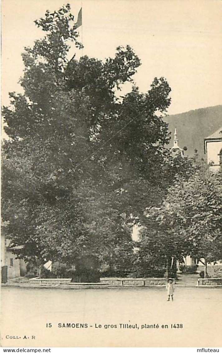 74* SAMOENS  Gros Tilleul Plante En 1438     MA108,0542 - Samoëns