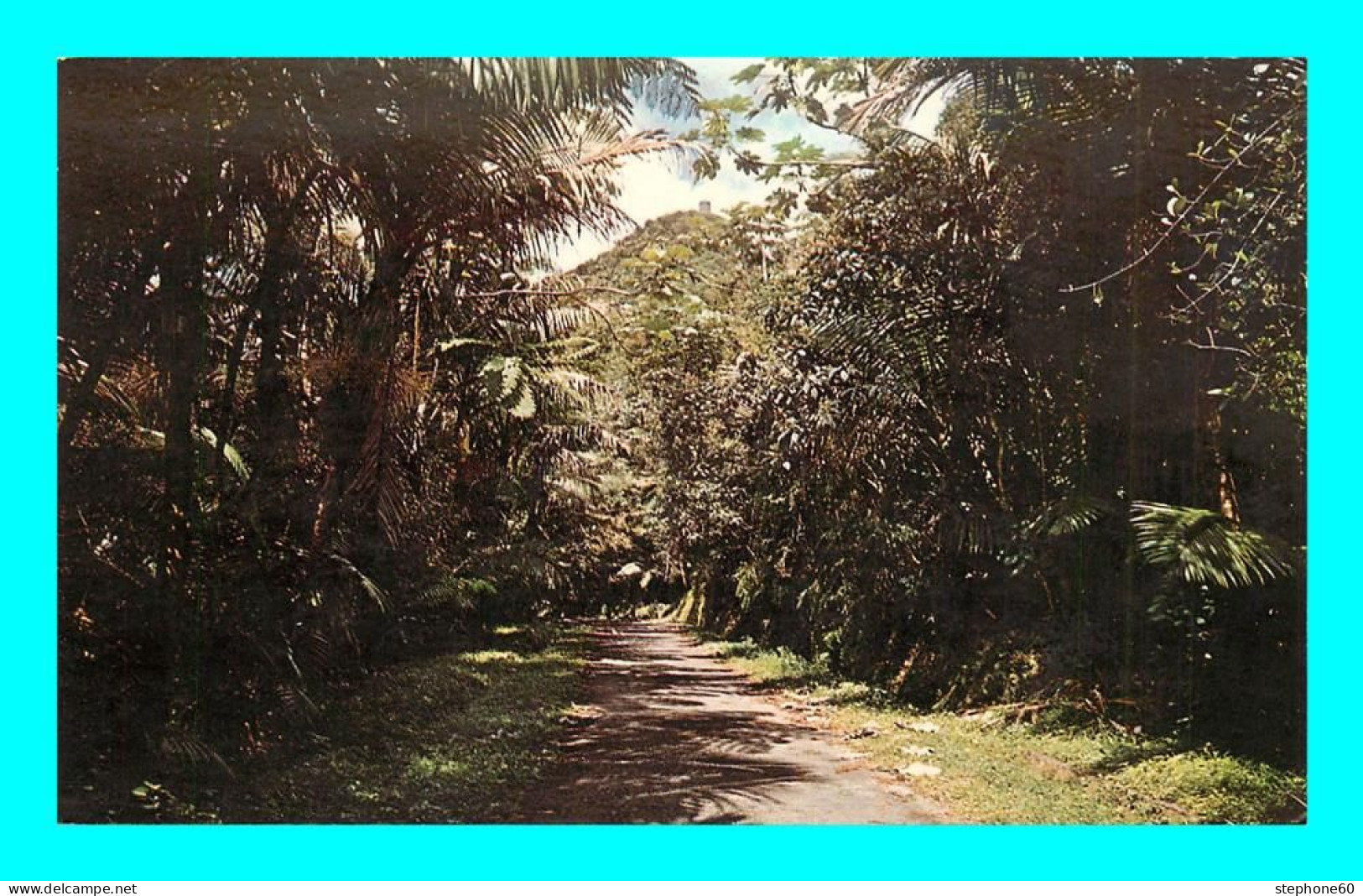 A900 / 543 PUERTO RICO El Yunque Typical Road - Puerto Rico