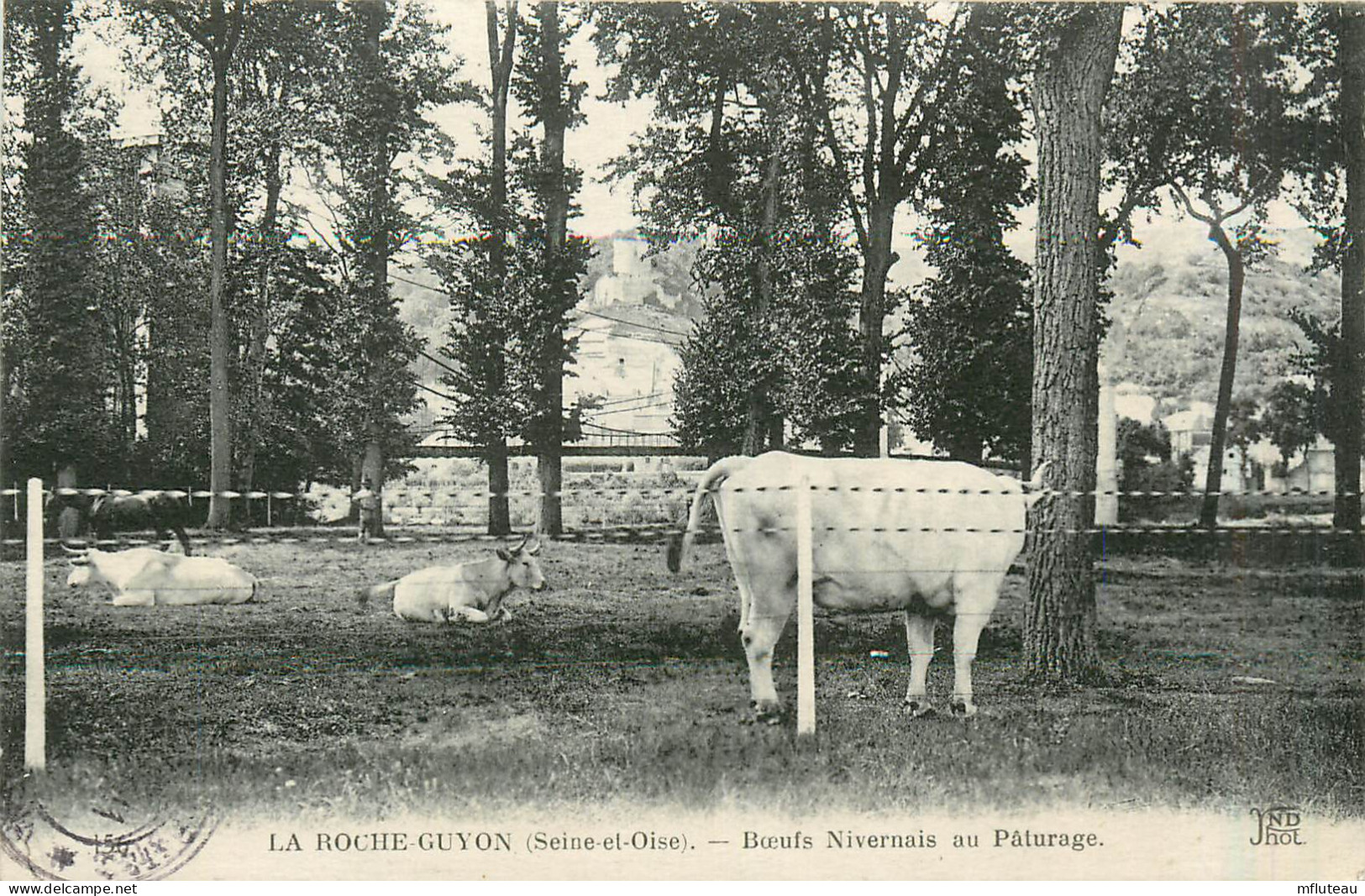 95* LA ROCHE GUYON   Bœufs Nivernais Au Paturage    RL29,1542 - Elevage