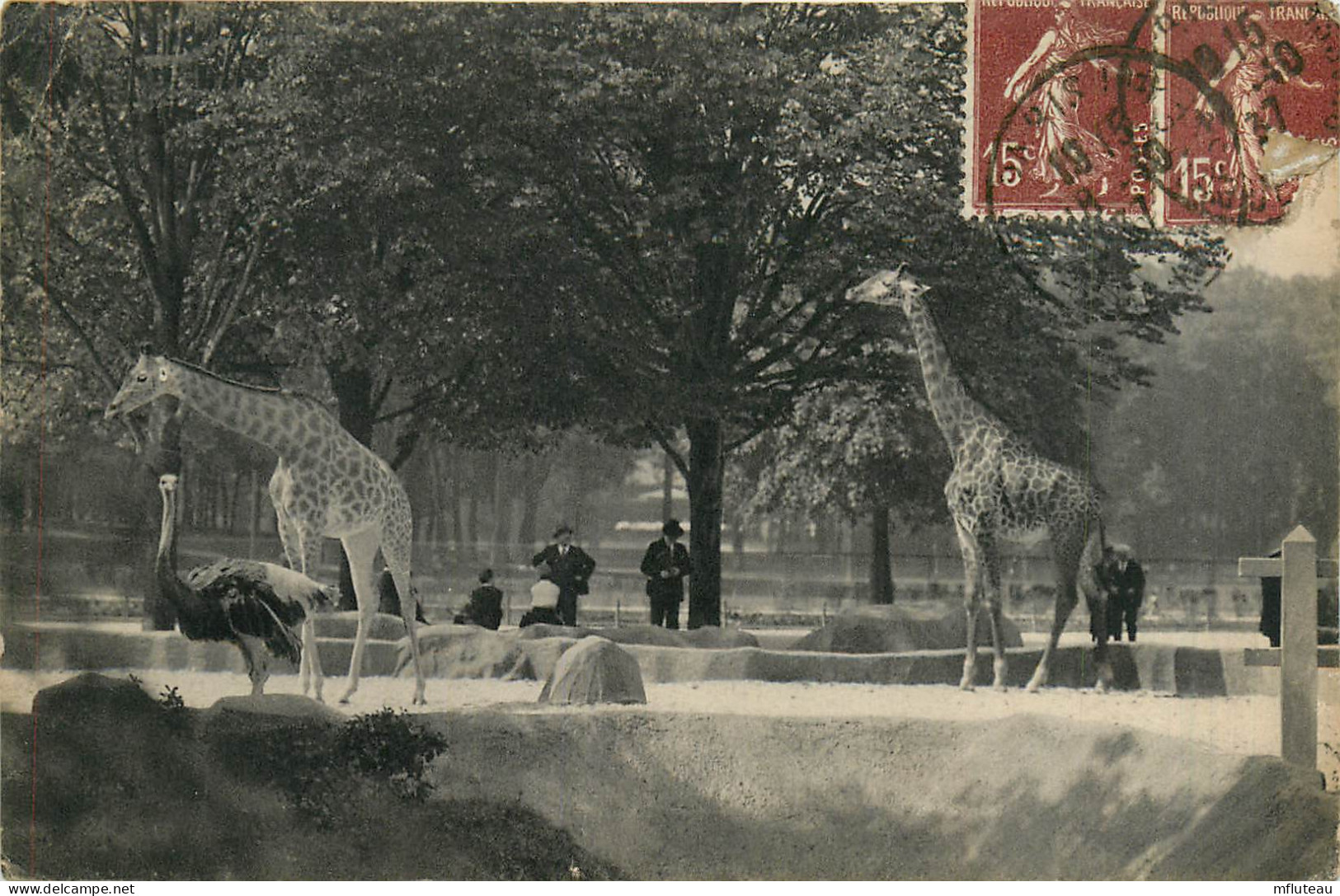 75* PARIS  Bois De Vincennes –   Prc Zoo -  Les Girafes  RL29,1180 - Parks, Gardens