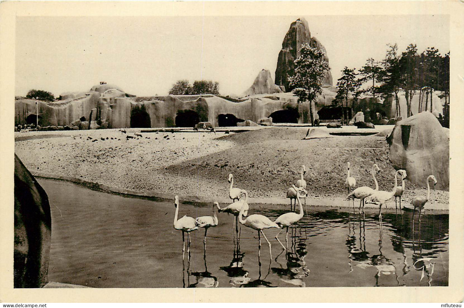 75* PARIS  Bois De Vincennes –  Parc Zoo – Les Flamands Roses  RL29,1167 - Parcs, Jardins