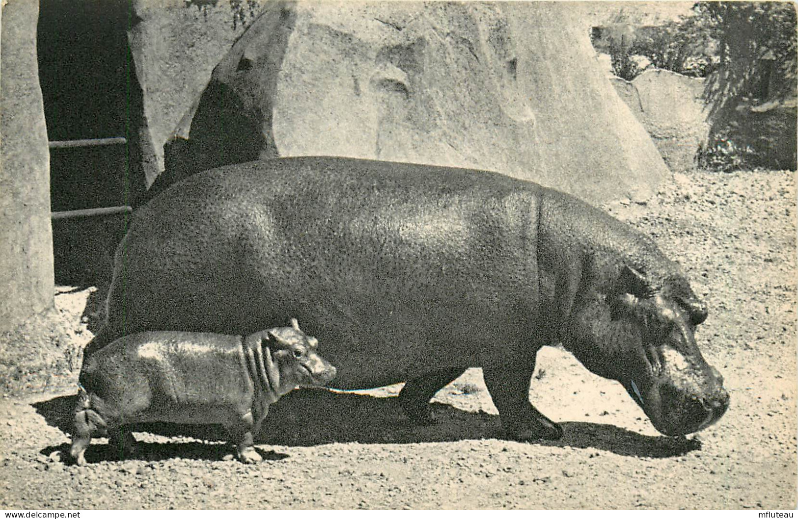 75* PARIS  Bois De Vincennes – Zoo – Hippopotame Et Son Petit   RL29,1144 - Parcs, Jardins