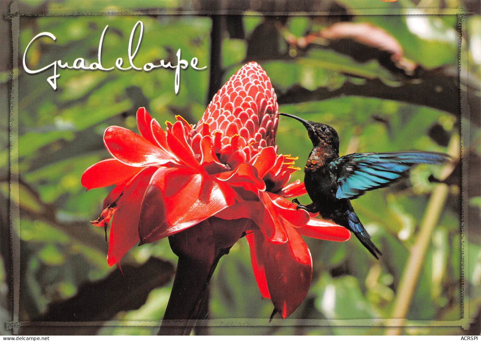 GUADELOUPE Le Colibri Et La Rose De Porcelaine (Scan R/V) N°   15   \MR8058 - Autres & Non Classés