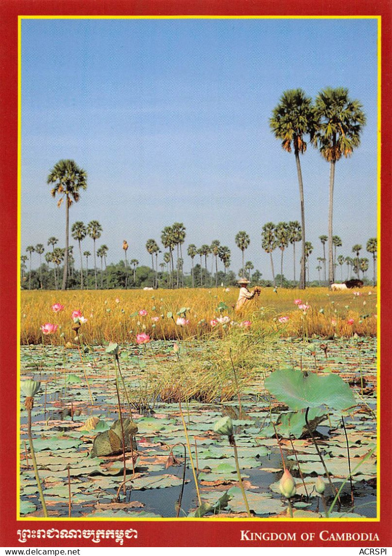 CAMBODGE Cambodia  Rizière ព្រះរាជាណាចក្រកម្ពុជា  Preăhréachéanachâkr Kâmpŭchéa  (Scan R/V) N°   52   \MR8057 - Cambodge