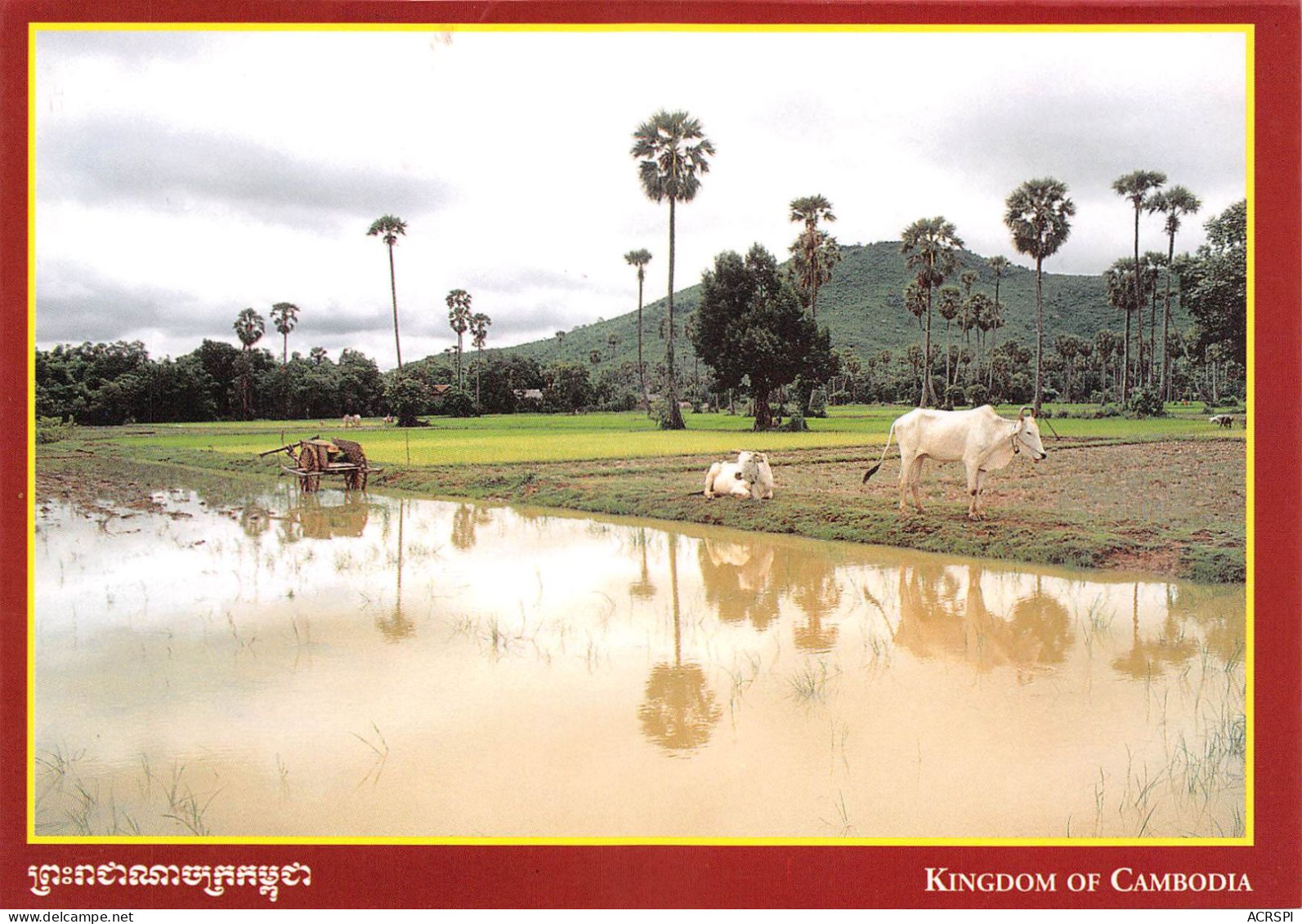CAMBODGE Cambodia  Vaches  ព្រះរាជាណាចក្រកម្ពុជា  Preăhréachéanachâkr Kâmpŭchéa (Scan R/V) N°   56   \MR8057 - Cambodia