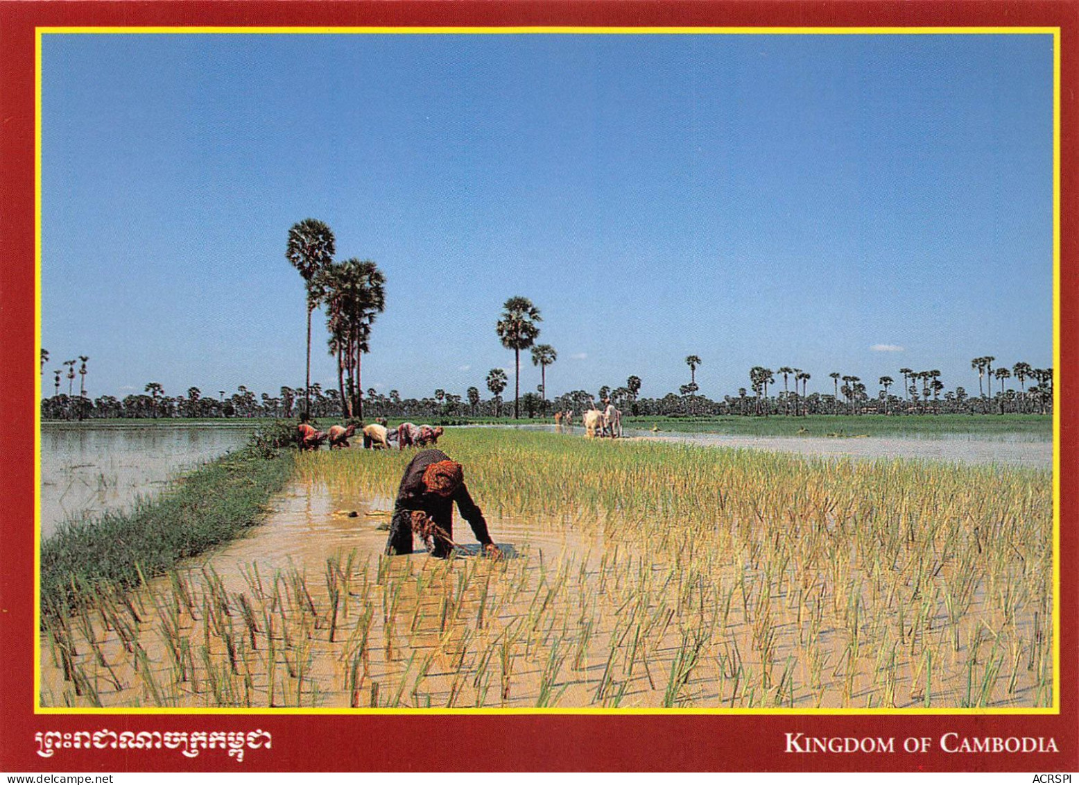 CAMBODGE Cambodia  Rizières   ព្រះរាជាណាចក្រកម្ពុជា  Preăhréachéanachâkr Kâmpŭchéa (Scan R/V) N°   58   \MR8057 - Cambodia