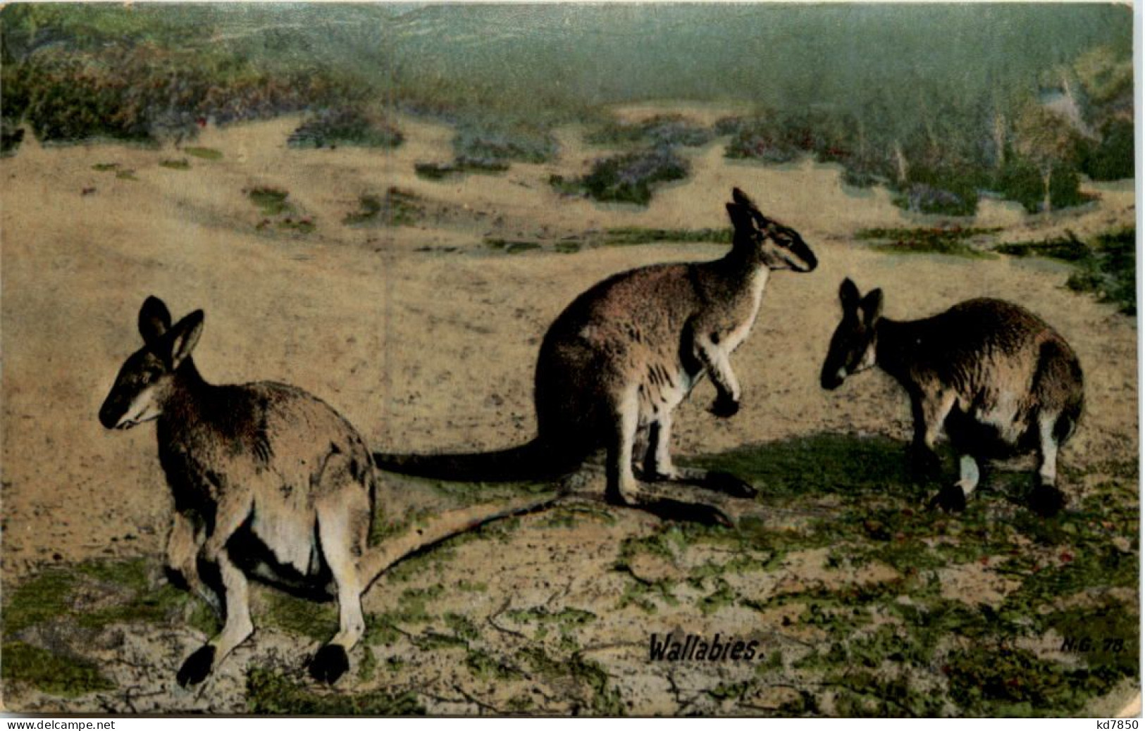 Australia - Wallabies - Sonstige & Ohne Zuordnung