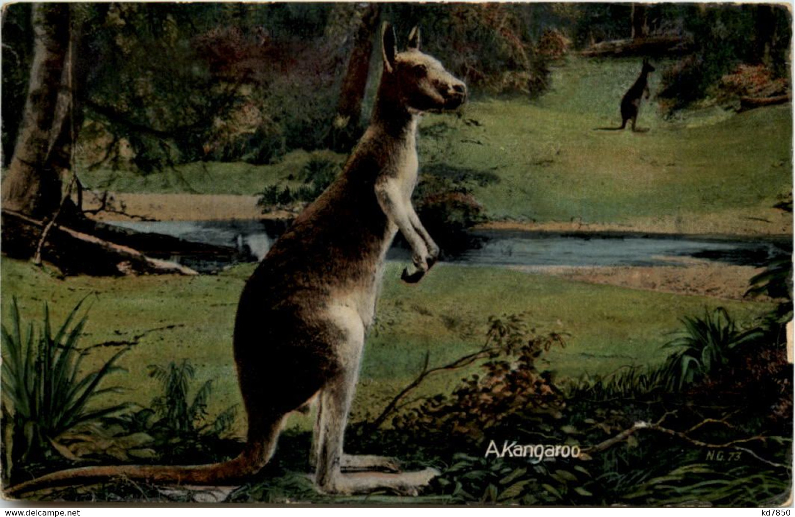 Australia - Kangaroo - Autres & Non Classés
