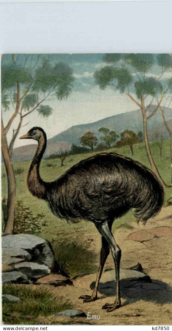 Austalia - Emu - Sonstige & Ohne Zuordnung