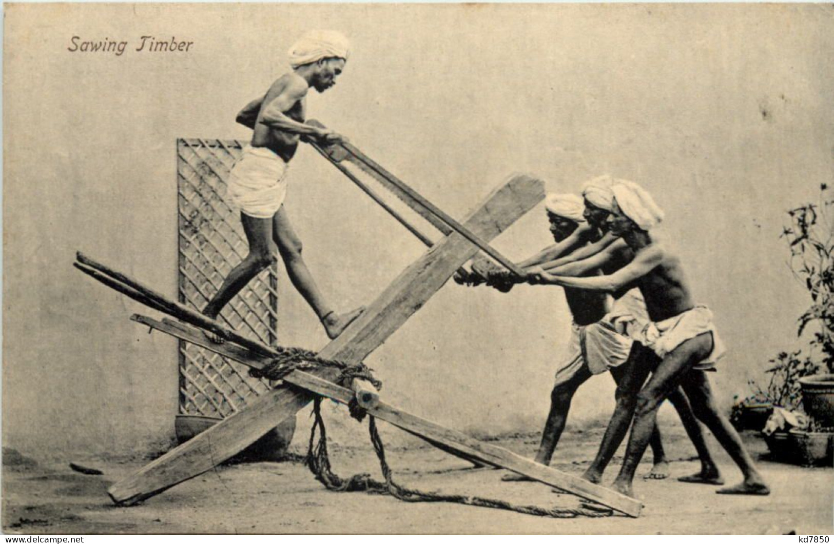 India - Sawing Timber - India