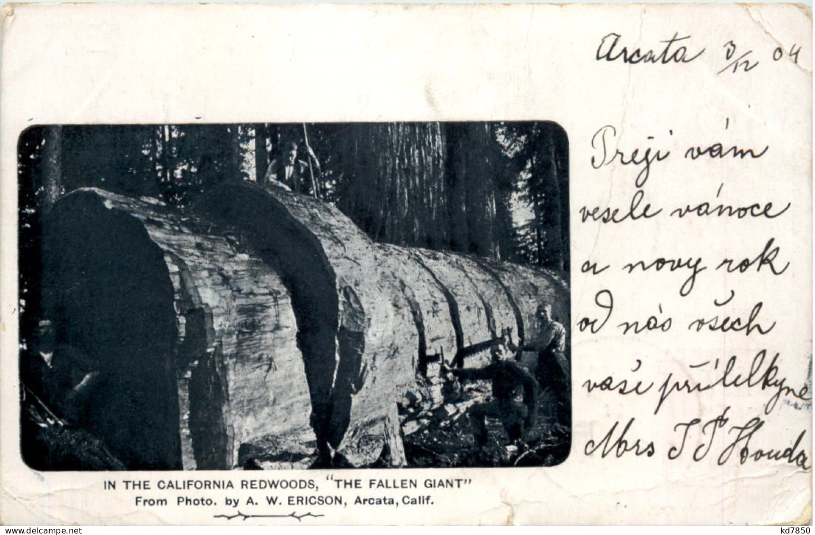 California Redwoods - The Fallen Giant - Autres & Non Classés