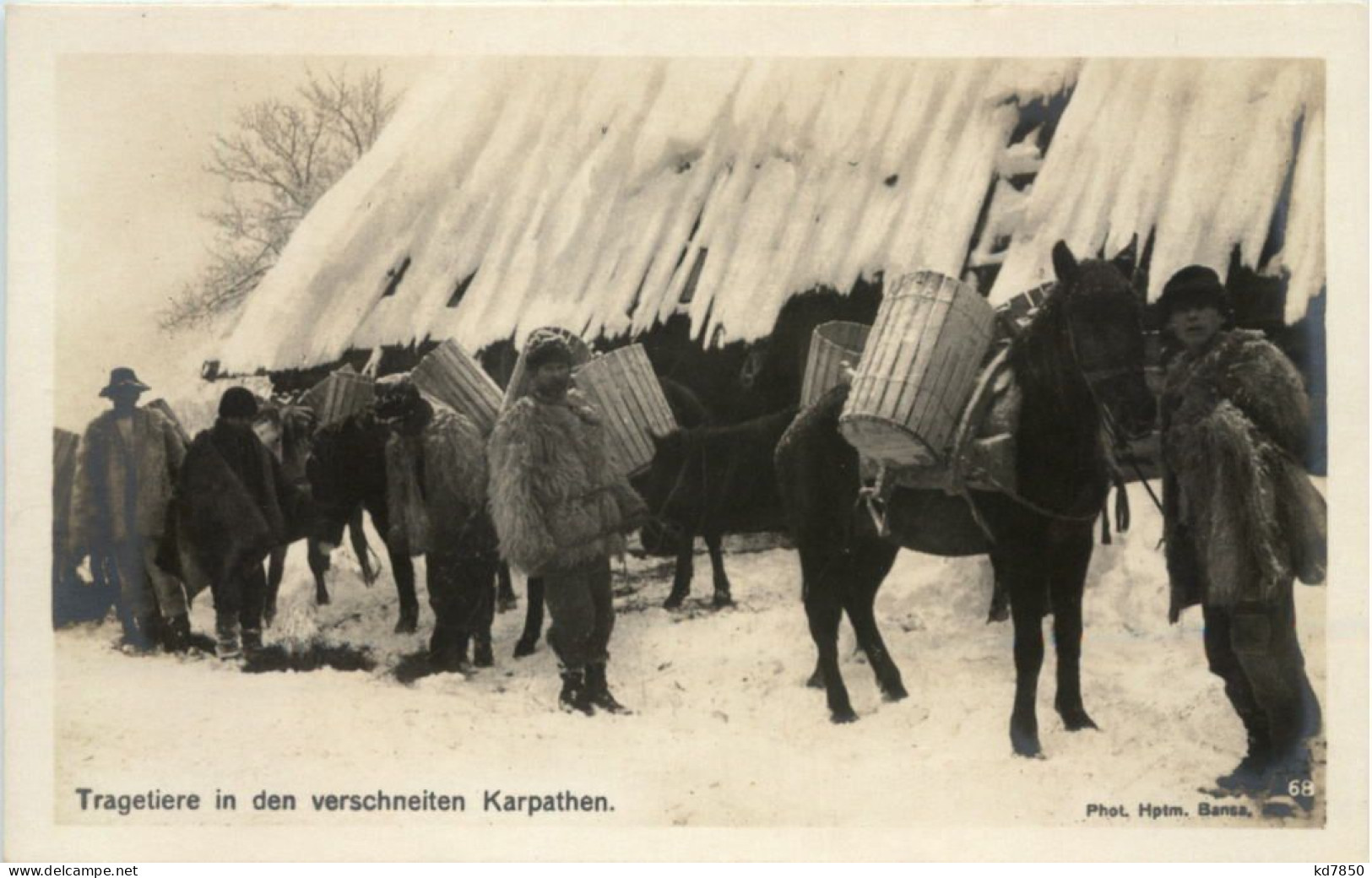 Tragetiere In Den Verschneiten KArpathen - Romania