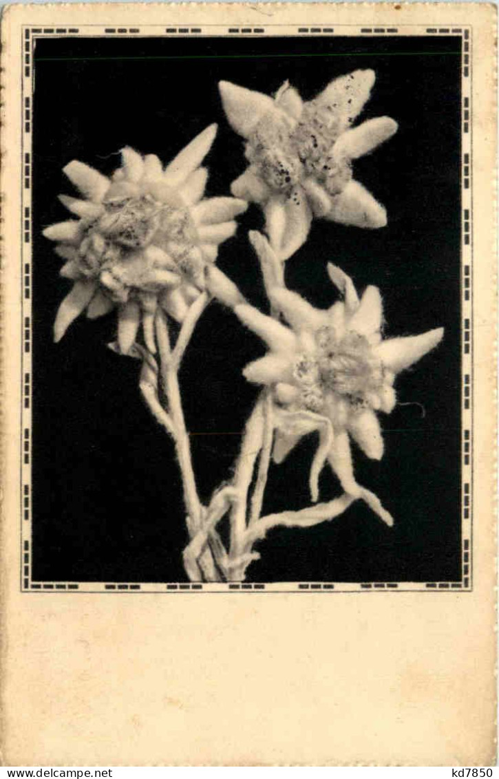 Edelweiss - Blumen