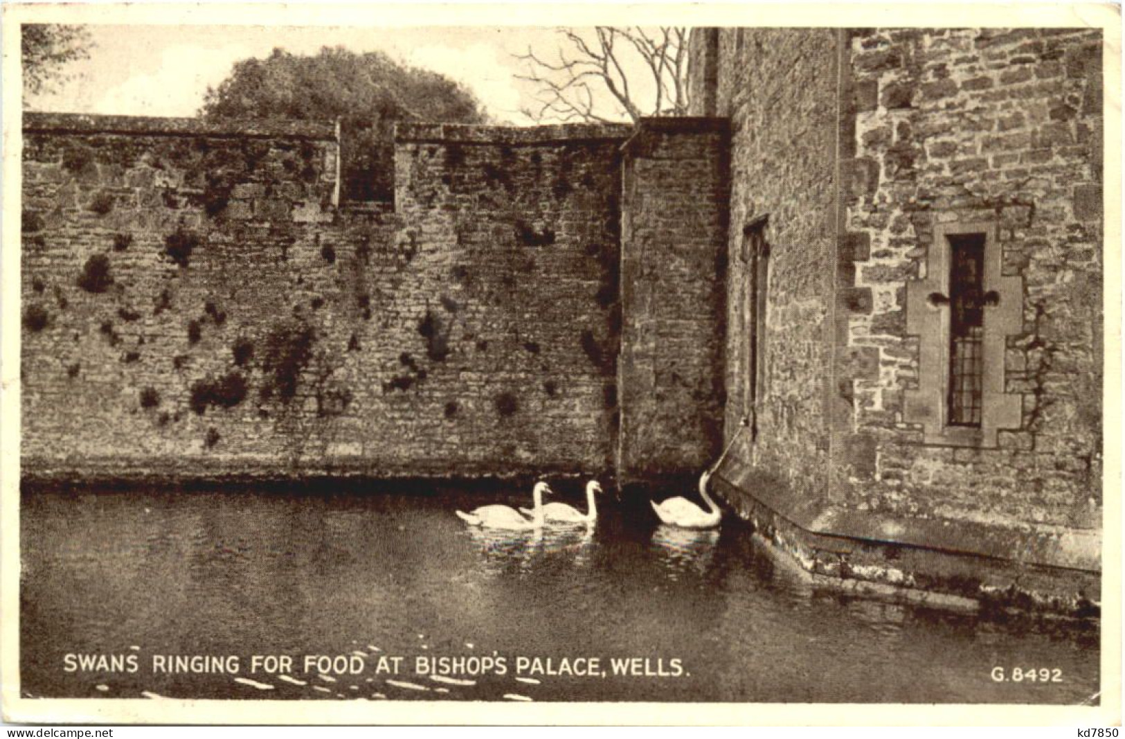 Wells - Swans Ringing For Food At Bishops Palace - Wells