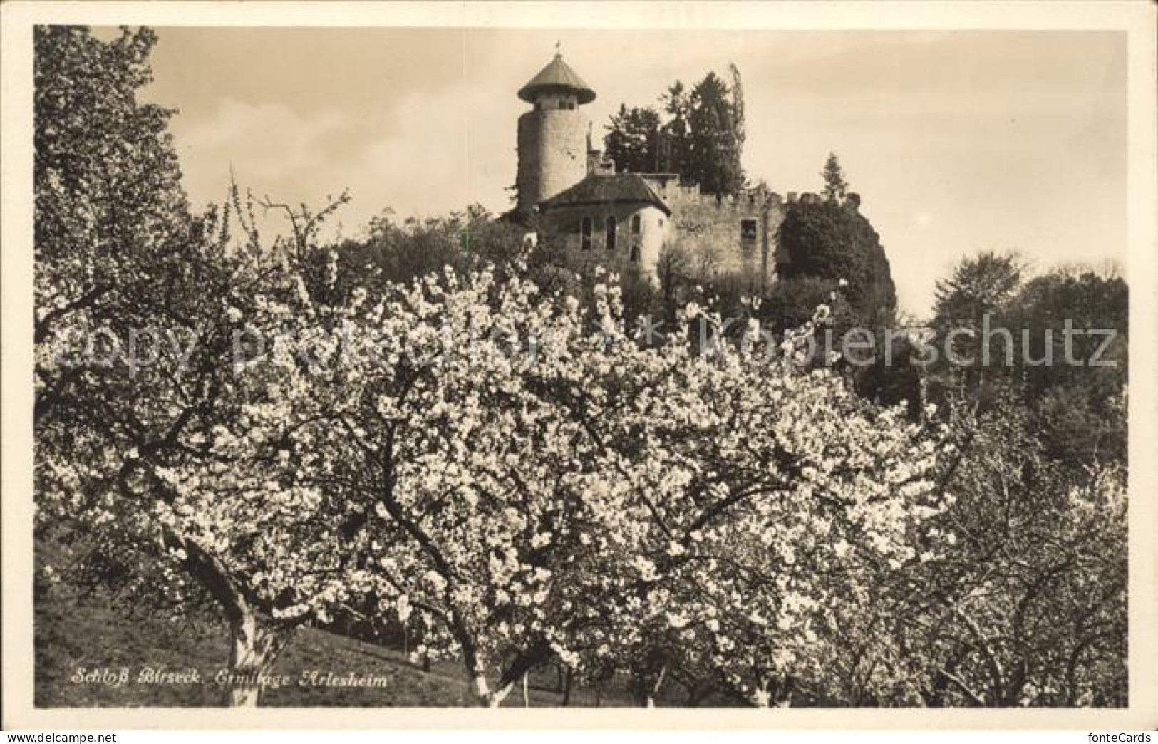 11647225 Arlesheim Schloss Birseck Baumbluete Arlesheim - Andere & Zonder Classificatie