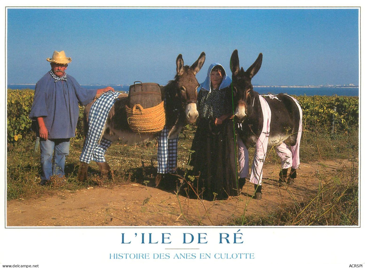 17 SAINT-MARTIN-DE-Ré Les ânes En Culotte (Scan R/V) N° 1 \MS9018 - Saint-Martin-de-Ré