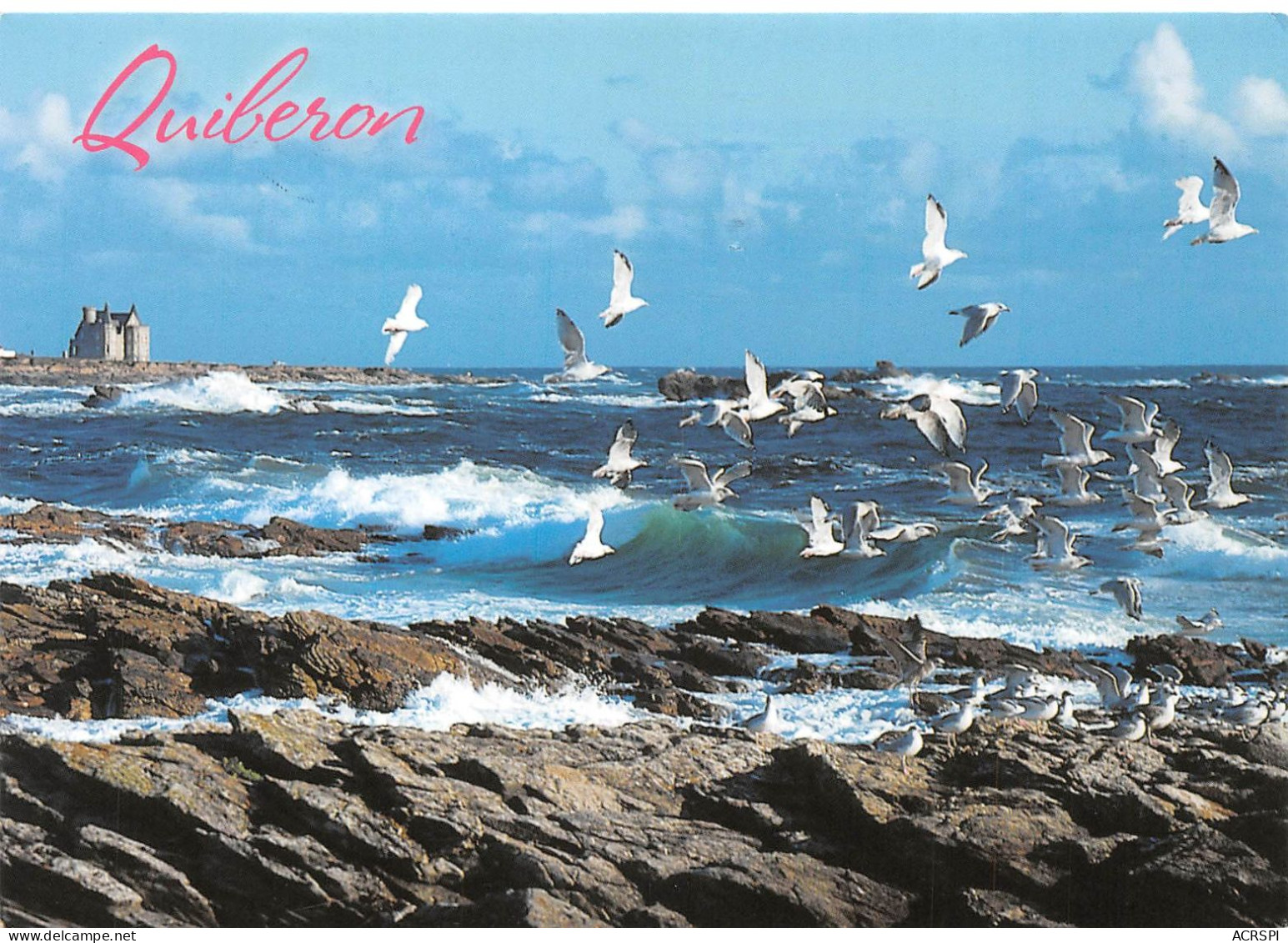 56 QUIBERON Côte Sauvage De La Presqu'île (Scan R/V) N° 2 \MS9027 - Quiberon