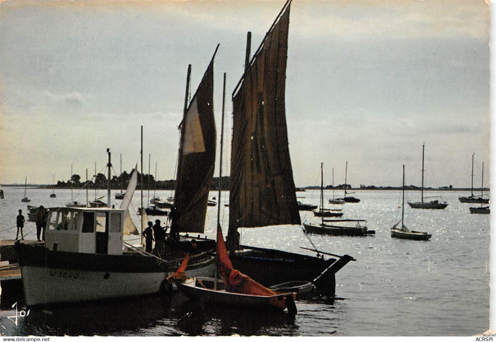 56 Sinago Au Débarcadère D'Arradon (Scan R/V) N° 58 \MS9033 - Arradon