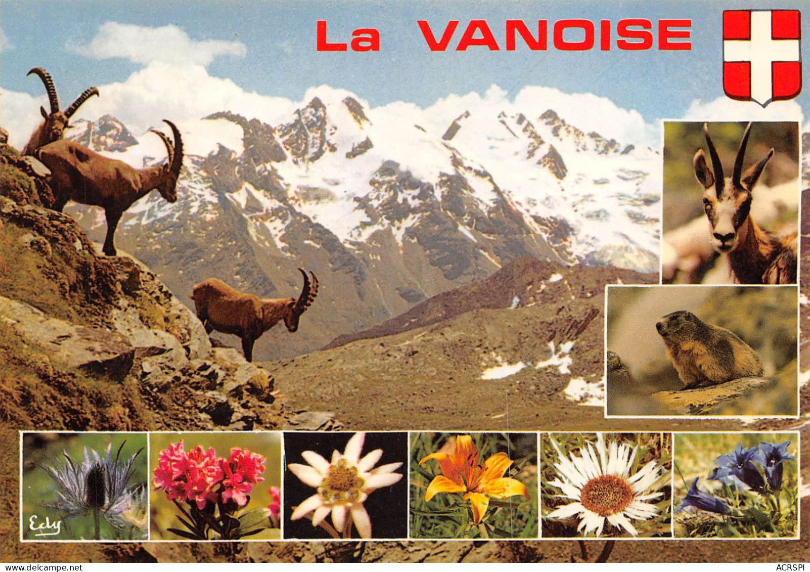 73 Pralognan-la-Vanoise Bouquetins Et Chardon Bleu (Scan R/V) N° 29 \MS9042 - Pralognan-la-Vanoise