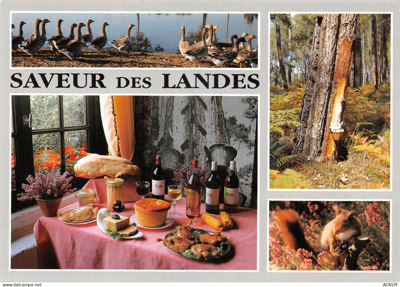 40 CASTETS Ferme Auberge LESCA Aux Stucs Saveurs Des Landes (Scan R/V) N° 28 \MS9083 - Mimizan