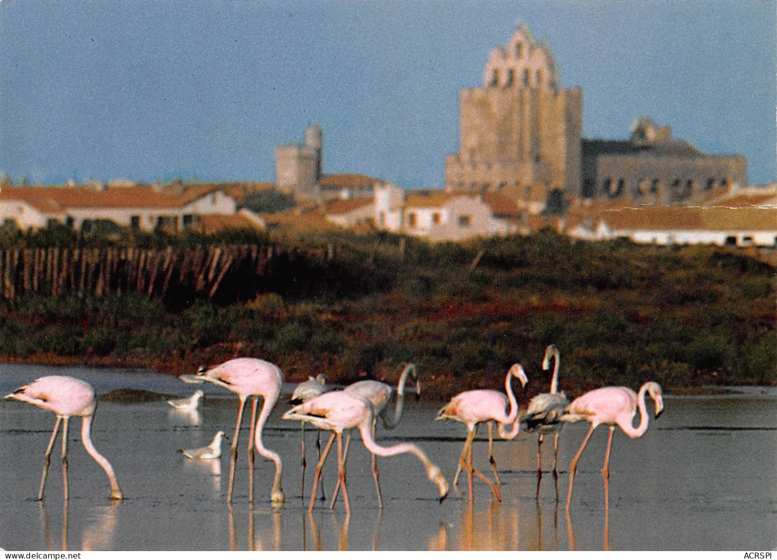 13 Les Saintes-Maries-de-la-Mer Flamants Roses (Scan R/V) N° 68 \MS9090 - Saintes Maries De La Mer