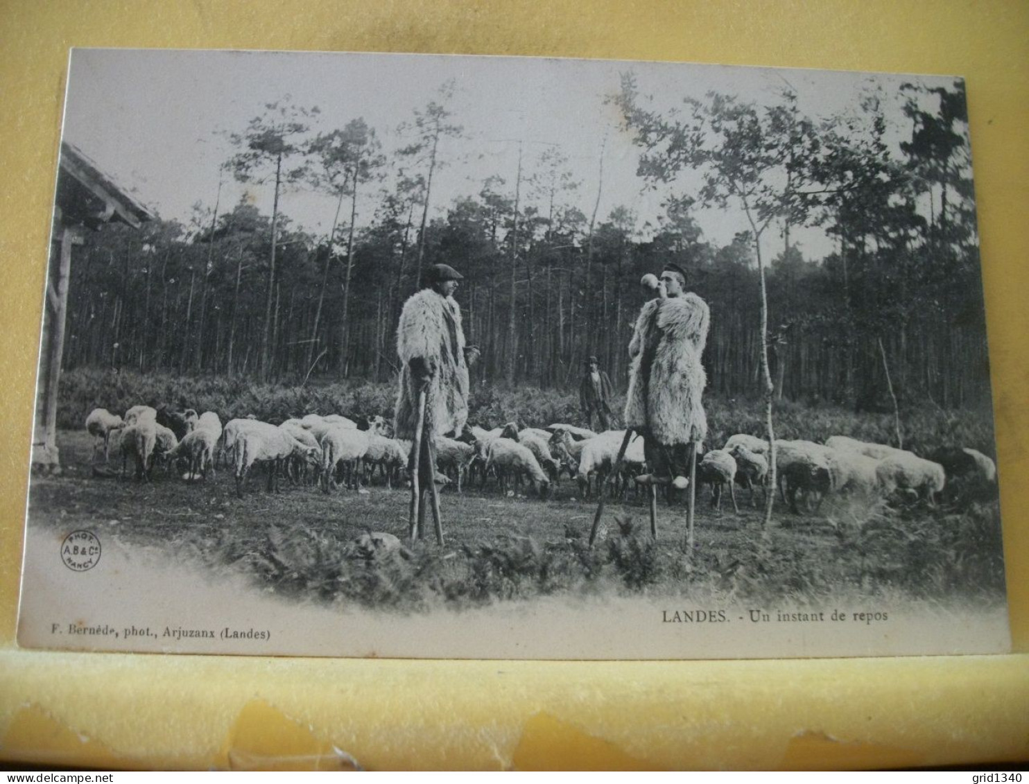 40 3782 LOT N° 6  DE 15 CPA DIFFERENTES SUR  LES BERGERS ET MOUTONS DANS LES LANDES - Elevage