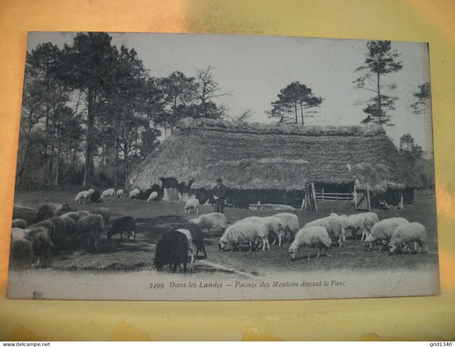 40 3782 LOT N° 6  DE 15 CPA DIFFERENTES SUR  LES BERGERS ET MOUTONS DANS LES LANDES