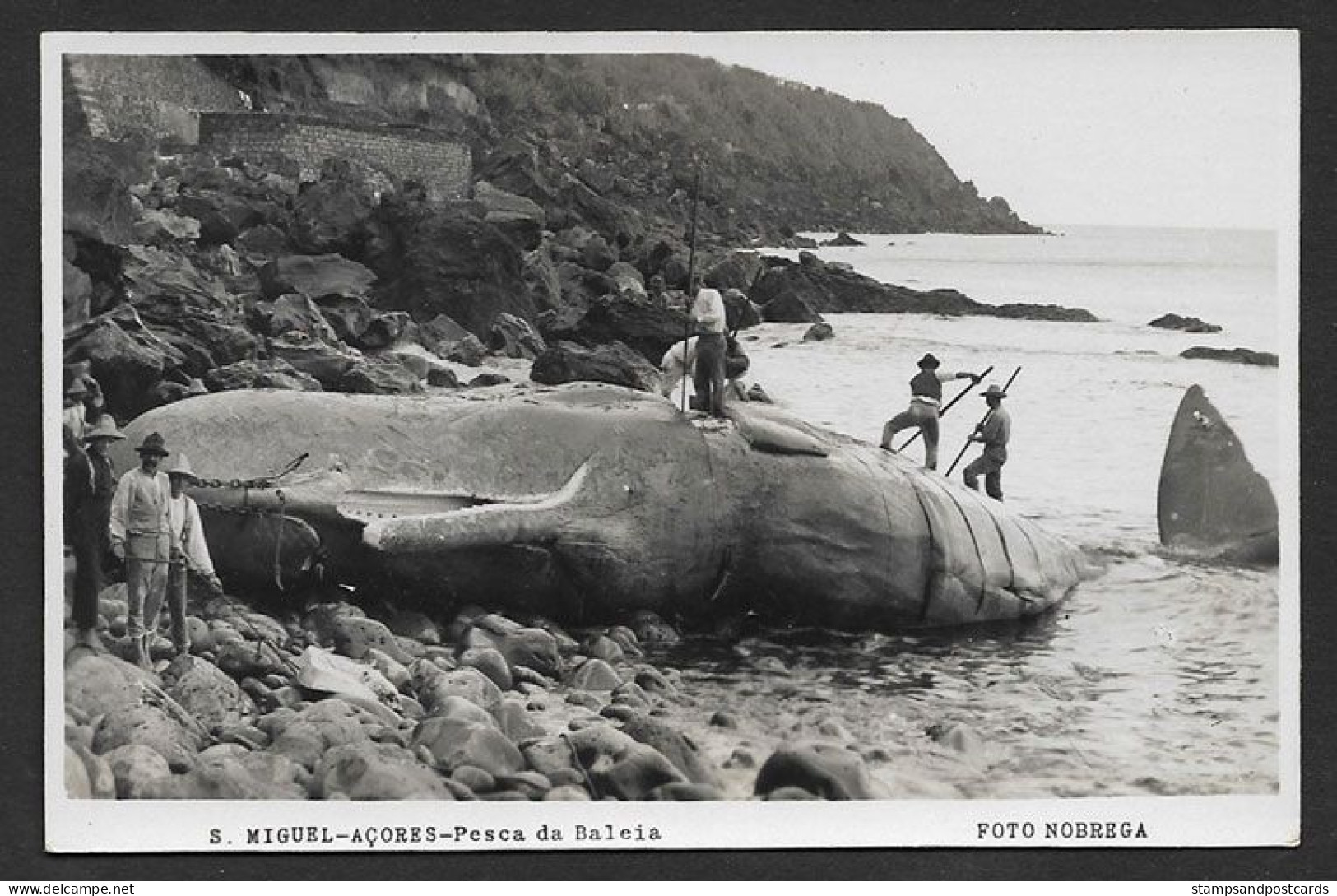 Portugal Açores São Miguel Pêche à La Baleine Vraie Photo Carte Postale Whale Fishing Azores Real Photo Postcard - Açores