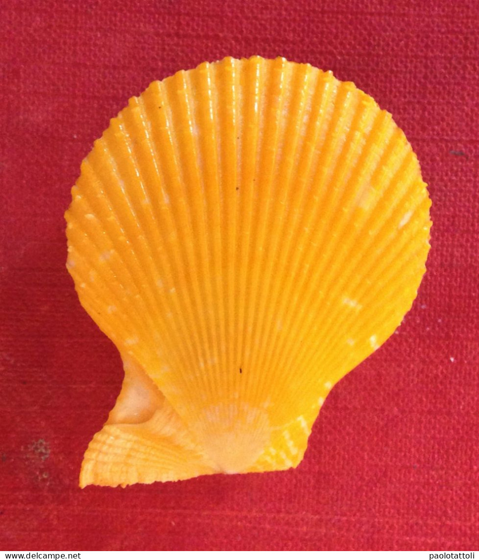 Mimachlamys Varia( Linneo, 1758). Yellow- 44x 38mm- Chioggia, Italy. June.2019- Collected Alive Under The Stones At 10mt - Seashells & Snail-shells
