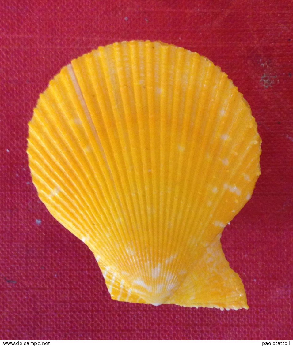 Mimachlamys Varia( Linneo, 1758). Yellow- 44x 38mm- Chioggia, Italy. June.2019- Collected Alive Under The Stones At 10mt - Muscheln & Schnecken