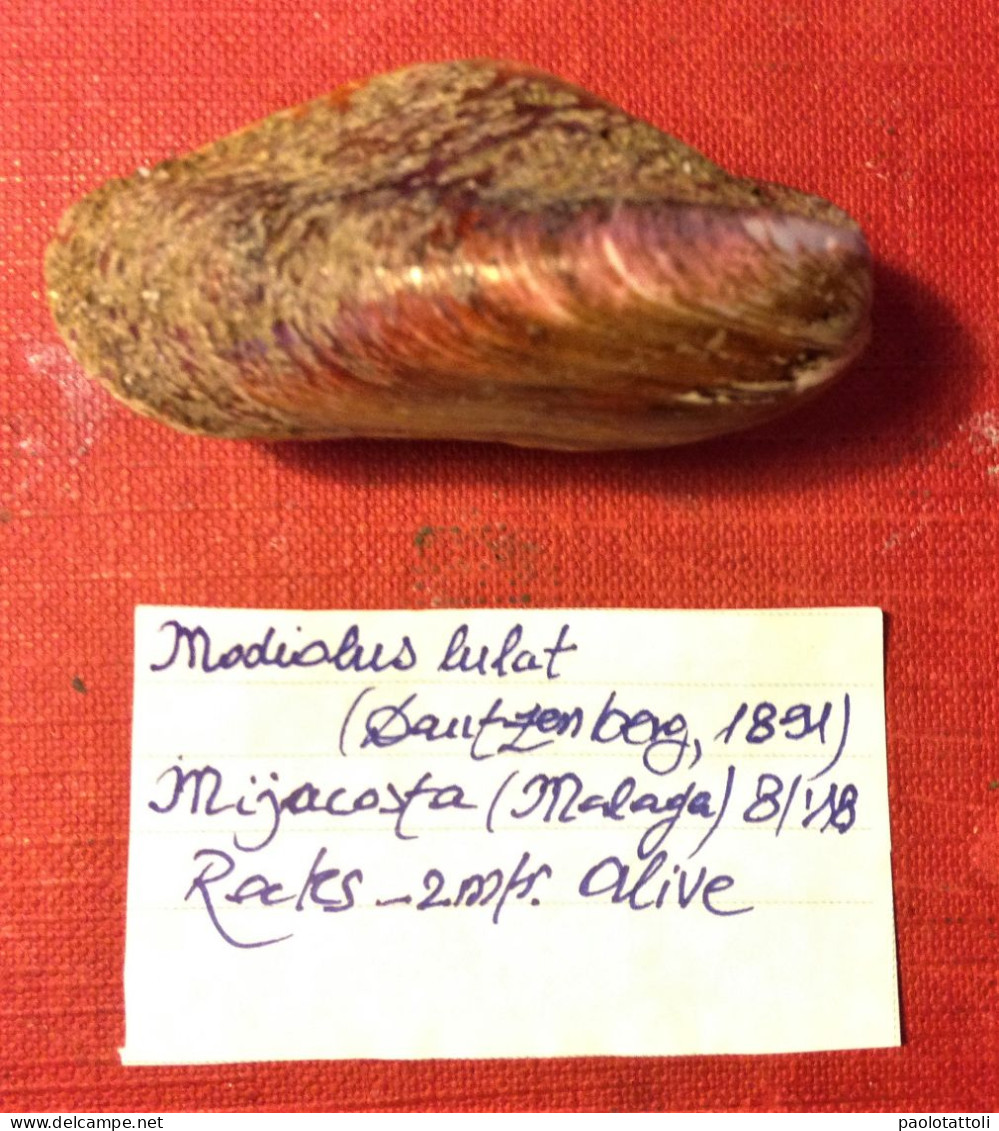 Modiolus Lulat( Dautzenberg, 1891)- Miyacosta, Malaga ( Spain). 52,1x 24,8mm. Collected Alive On Rock By Diver At 2mtrs - Muscheln & Schnecken