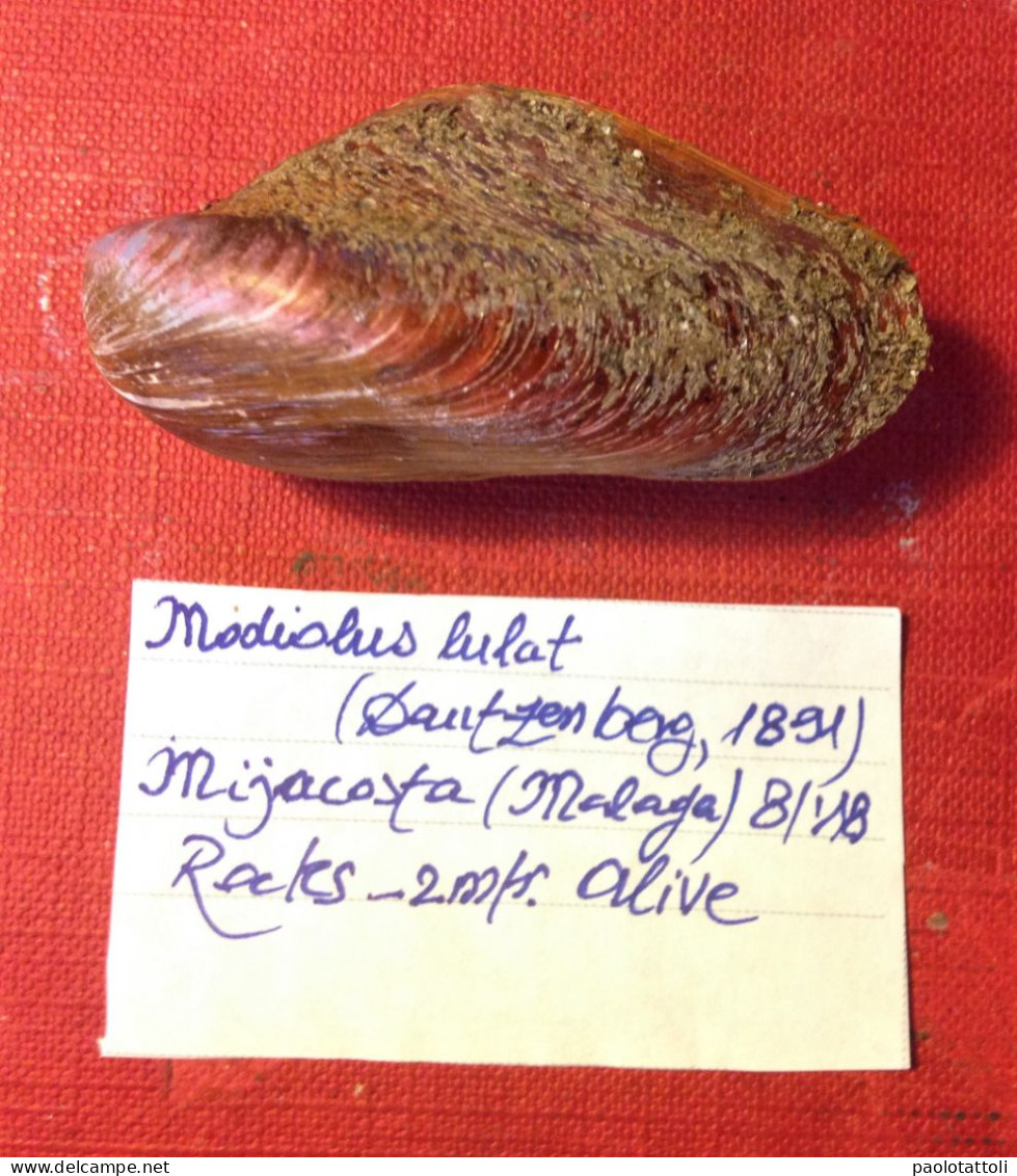 Modiolus Lulat( Dautzenberg, 1891)- Miyacosta, Malaga ( Spain). 52,1x 24,8mm. Collected Alive On Rock By Diver At 2mtrs - Coquillages