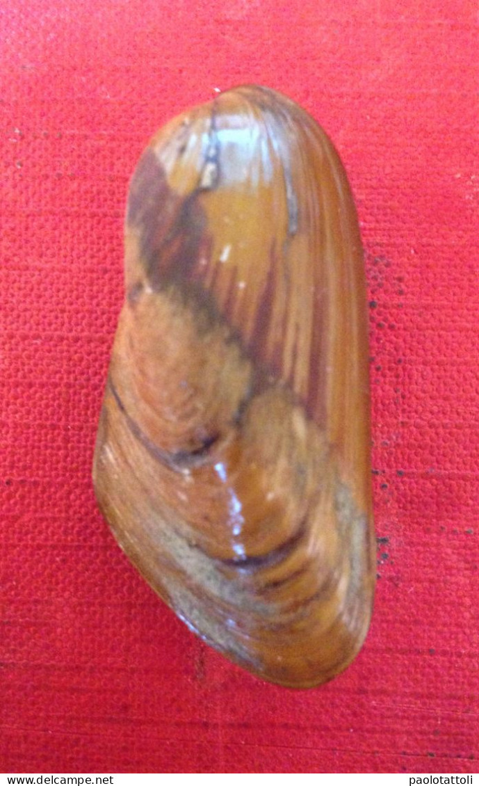 Modiolus Martorelli( Hidalgo, 1877)- Malaga( Spain). 43,7mmx 20.5mm. - Seashells & Snail-shells